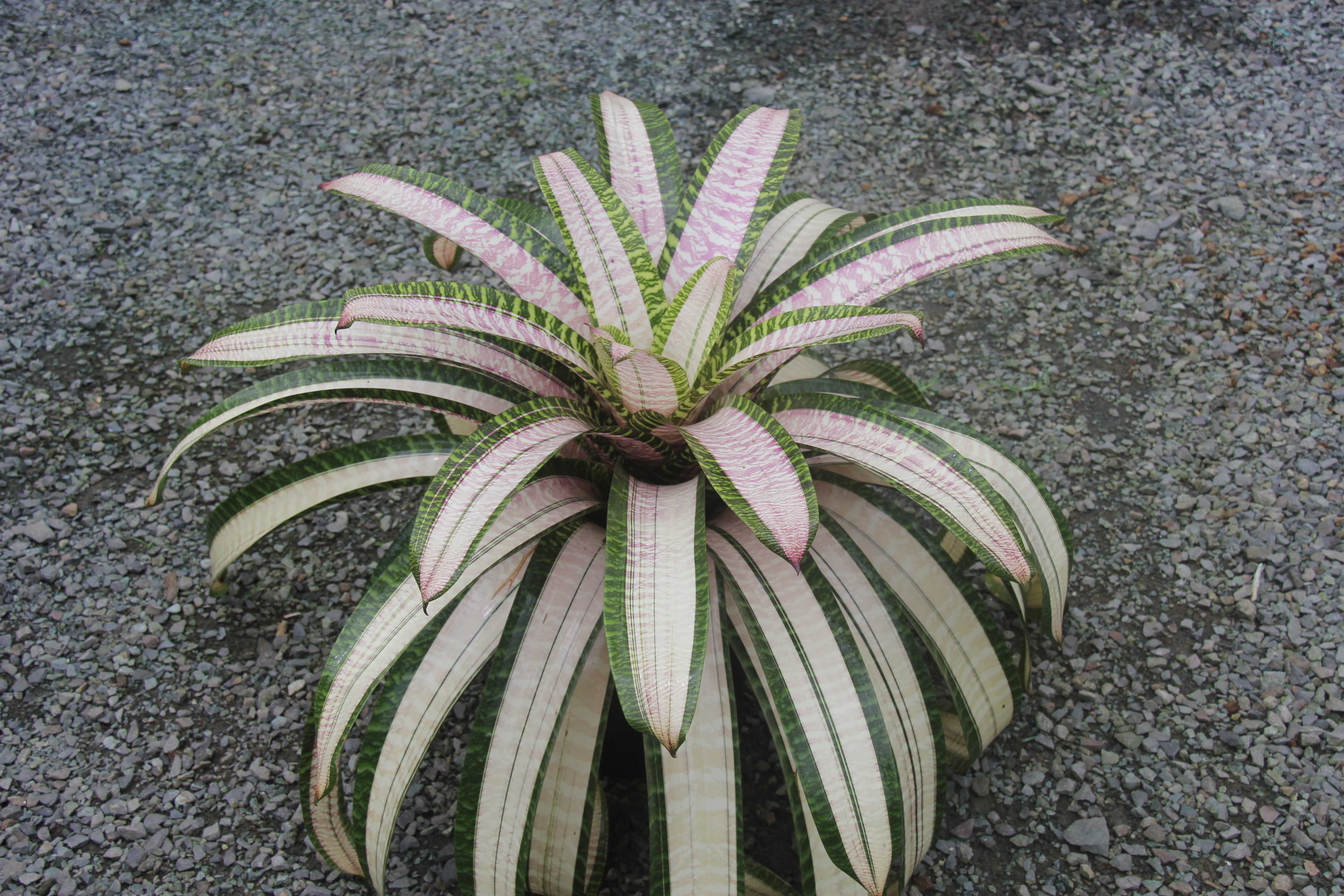 Vriesea 'Wild Jean' | Fantastic Gardens Hawaii
